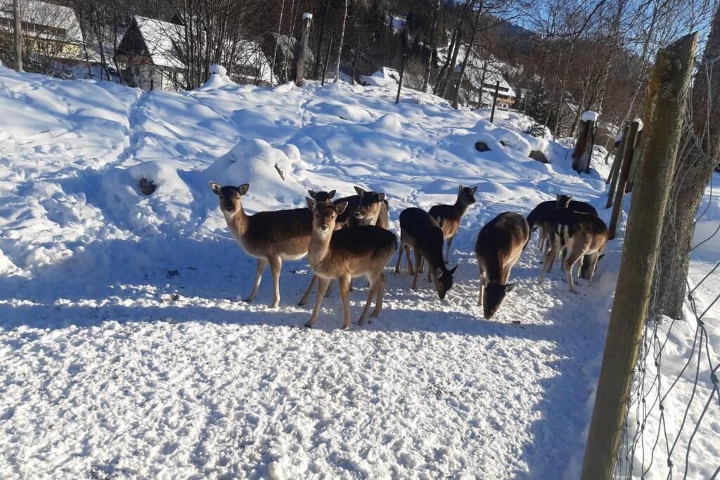 Gemuetliche Ferienwohnung In Sankt Blasien Exterior foto